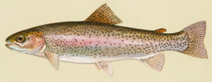sm_rainbow_trout
