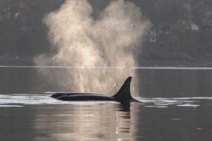Record numbers of transient orcas and humpbacks have been sighted in Island waters. Photograph by: Victoria Times Colonist 