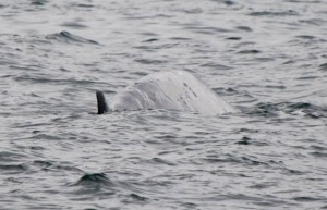 (Photo : Janine Harles / Puget Sound Express Whale Watching , Times Colonist) A juvenile fin whale is seen on Thursday, five kilometres south of Minor Island, near Whidbey Island, in Washington state.