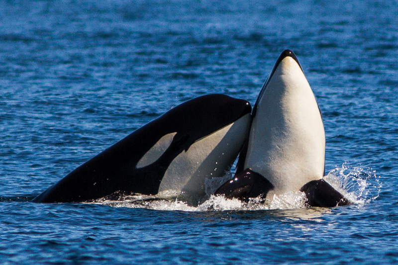 Orcas // Photo by Ivan Reiff