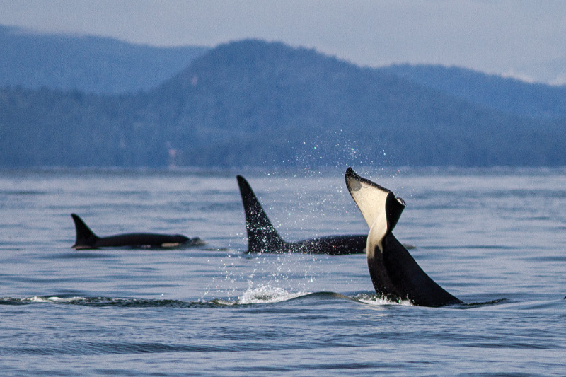 Orcas // Photo by Ivan Reiff