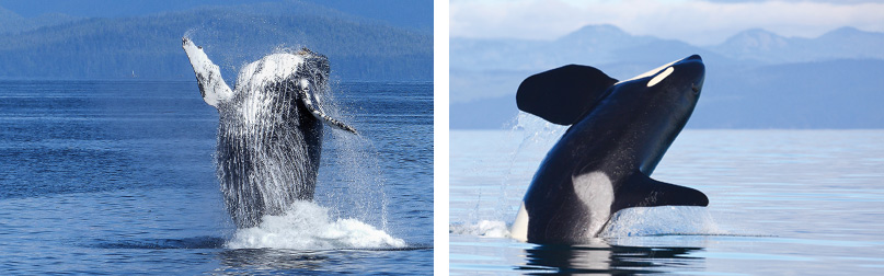 Cetaceans of Cascadia