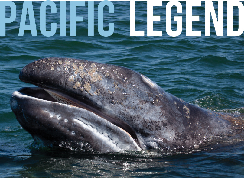 Pacific Legends Gray Whales