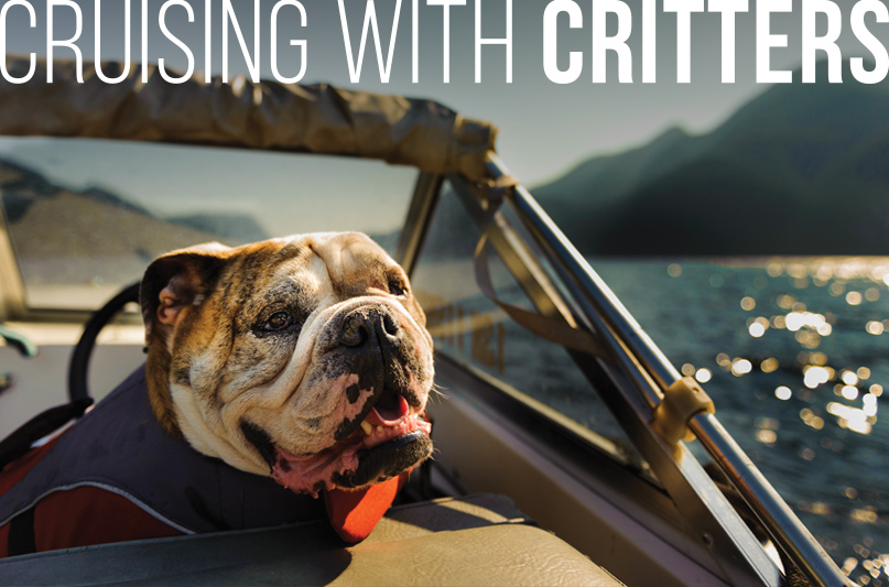 Pet Cruising: Bulldog