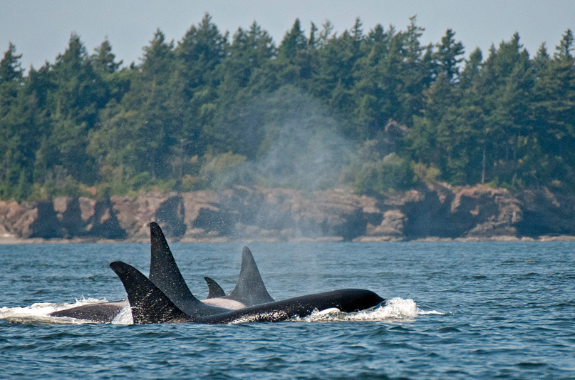 Transient Orcas San Juans