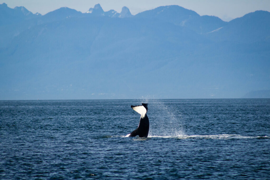 Making Waves Orca Protections