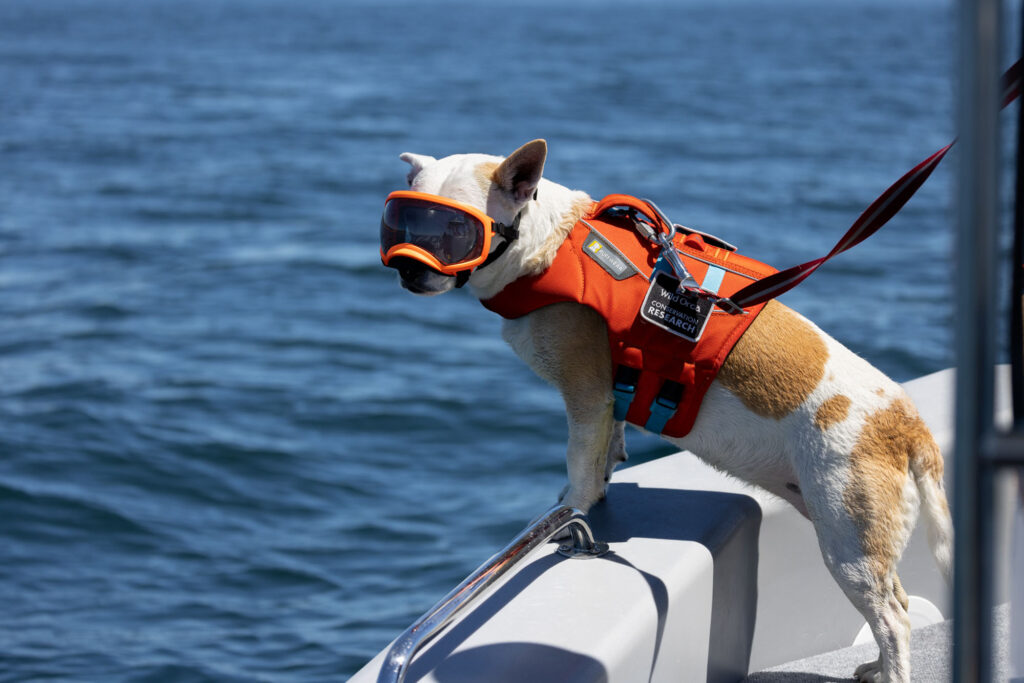 Orca Feature Dog on a Boat